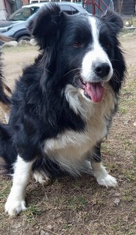 Šteniatka Border kolia - 6