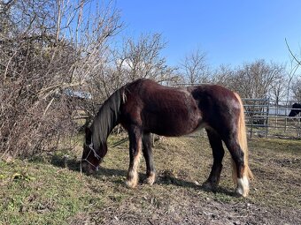 Welsh Cob D - 6