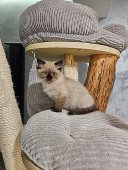 Koťata Ragdoll s PP - 6