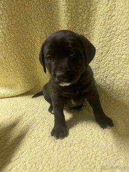 Šteniatka krížené Staford-Labrador - 6