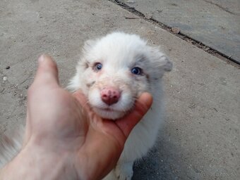 Border kolia,collia - 6