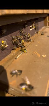 Predám včely s úľmi aj celou výbavou - 6