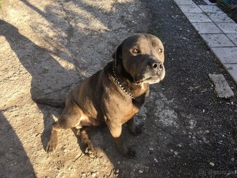 Cane Corso - 6