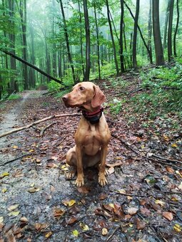 Maďarska Vizsla ( Vyžla ) Fenka - 6