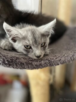 1/2 Mainská mývalia mačka/kocúr (Maine Coon) - 6