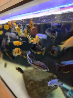 Africké cichlidy - 6