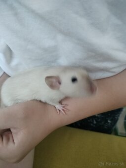 Klietka s dvomi potkaníkmi - 6