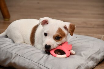 Jack Russell Terrier stenatka s PP - 6