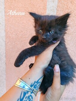 Mainska myvalia mačka - mačiatka Maine coon - 6