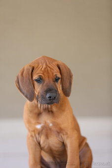 Rhodesian Ridgeback šteniatka s PP IHNEĎ K ODBERU - 6
