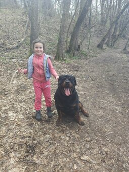 Rotvajler na krytie - 6