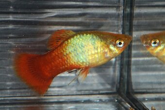 Spoločenské rybky - 6