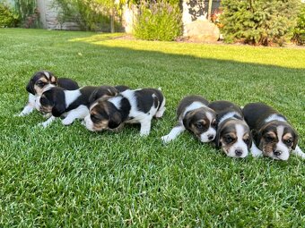 Beagle - 6