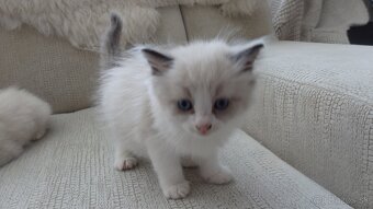 ragdoll,radgoll,mačatá k odberu - 6
