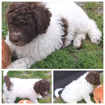 Lagotto romagnolo - pejsek - 6