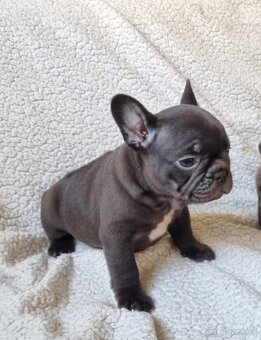 Francúzsky buldoček - 6
