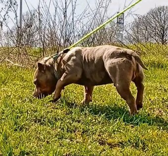 American bully pocket - 6