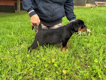 Rottweiler, rtw, rotvajler - 6