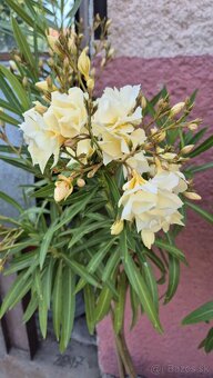 Ponúkam oleander - 6