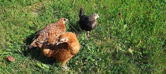 Sliepočky liliputiek - 6