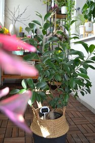 Ficus ginseng 10-15 cm - 6