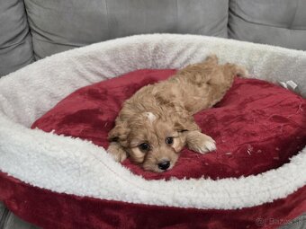 Cavapoo - 6