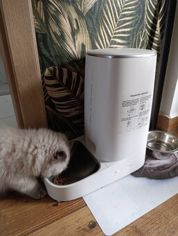 Ragdoll  250€ - 6