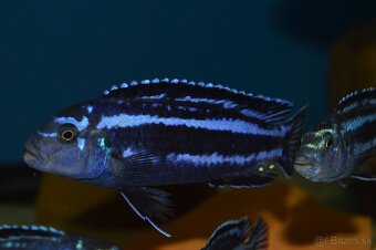 Predám prebytky chovu - Africké cichlidy: - 6