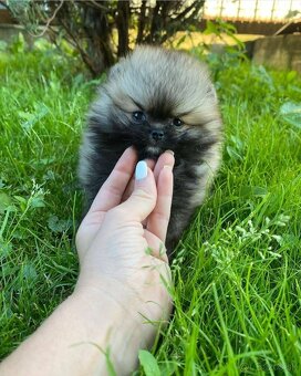 Pomeranian mini šable - 6