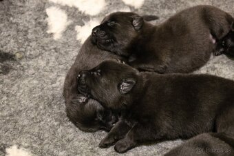 Nemecký ovčiak  s PP - 6