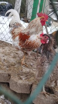 Predam kohuta kohutov - 6