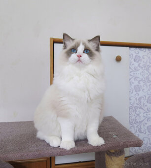 Ragdoll kocourci s průkazem původu k odběru - 6