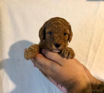 Mini goldendoodle - 6