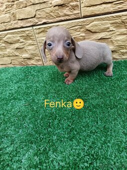 Jazvecìk trpaslici - 6