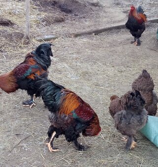 Brahmanka jarabičie NV - 6