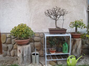 BONSAI,BONSAJ-DUB11 - 6