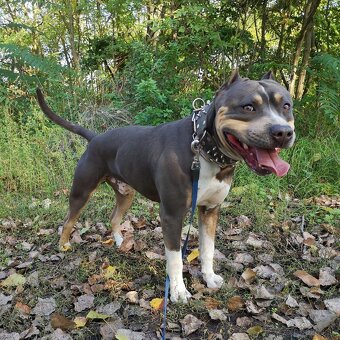 Americký stafordšírsky terier - krytie - 6