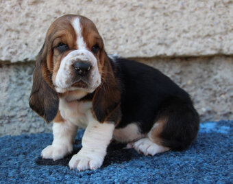 Basset hound - šteniatka s PP po importovaných rodičoch - 6