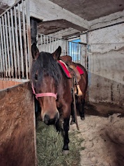 Valach paint , 8 let - 6