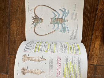 Anatomia Čihak 1,2,3 - 6