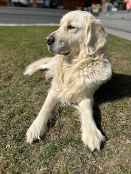 Zlatý retriever krytie - 6