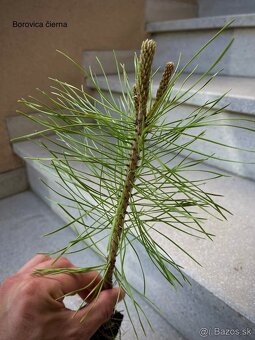 Sadenice drevín - 6