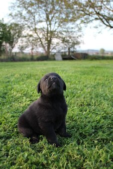 Šteniatka labradora k rezervácii - 6