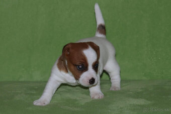štěňata Jack Russell teriéra s PP - 6