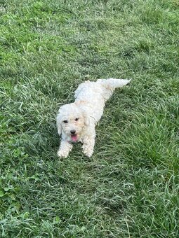 Maltezak kríženy s cavalierom - 6