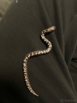 Piesocnik pestry /eryx colubrinus/ ANERY - 6