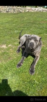 Bandog - 6