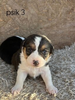 Predám šteniatka border kolie – otec mix border kolie - 6