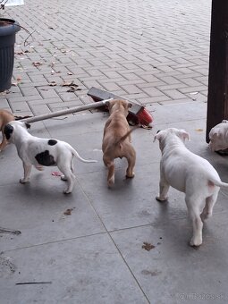 Americky stafordsirsky terier - 6