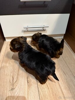 York, Yorkshire, Yorkshire terier, mini yorkshire - 6